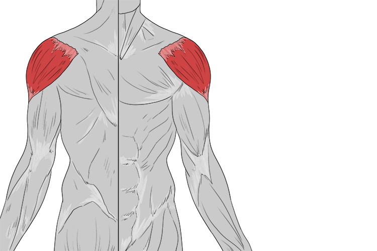 The main muscle of the shoulder allowing movement and stability in the joint